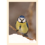 Grußkarte Vogelporträt: Blaumeise im Schnee